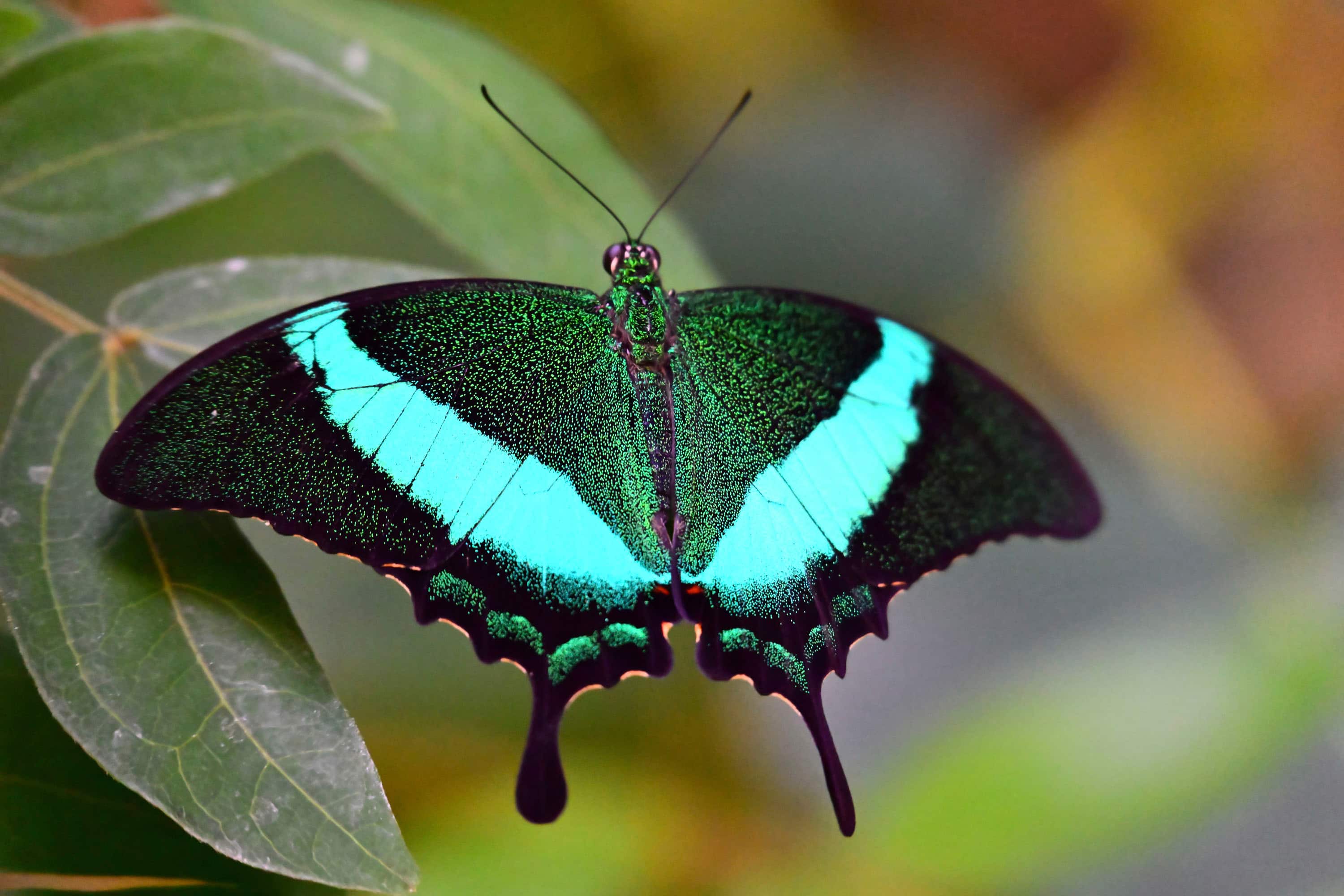 Alt View 11. Nikon - NIKKOR Z 28-400mm f/4-8 VR Super Telephoto lens for Z Mount Mirrorless Cameras.