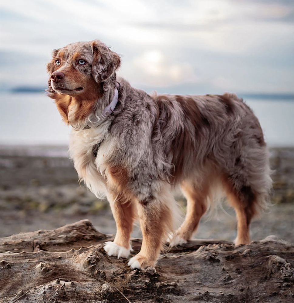 Customer Reviews Halo Collar 3 GPS Dog Fence, neck size 15"30.5