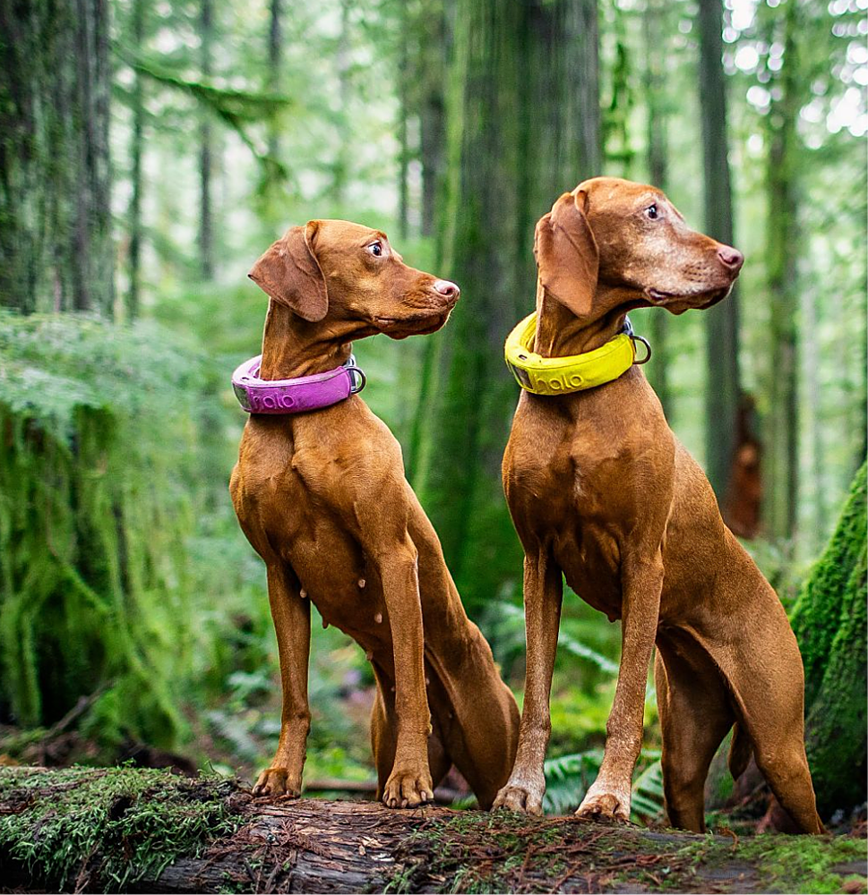 Customer Reviews Halo Collar 3 GPS Dog Fence, neck size 15"30.5