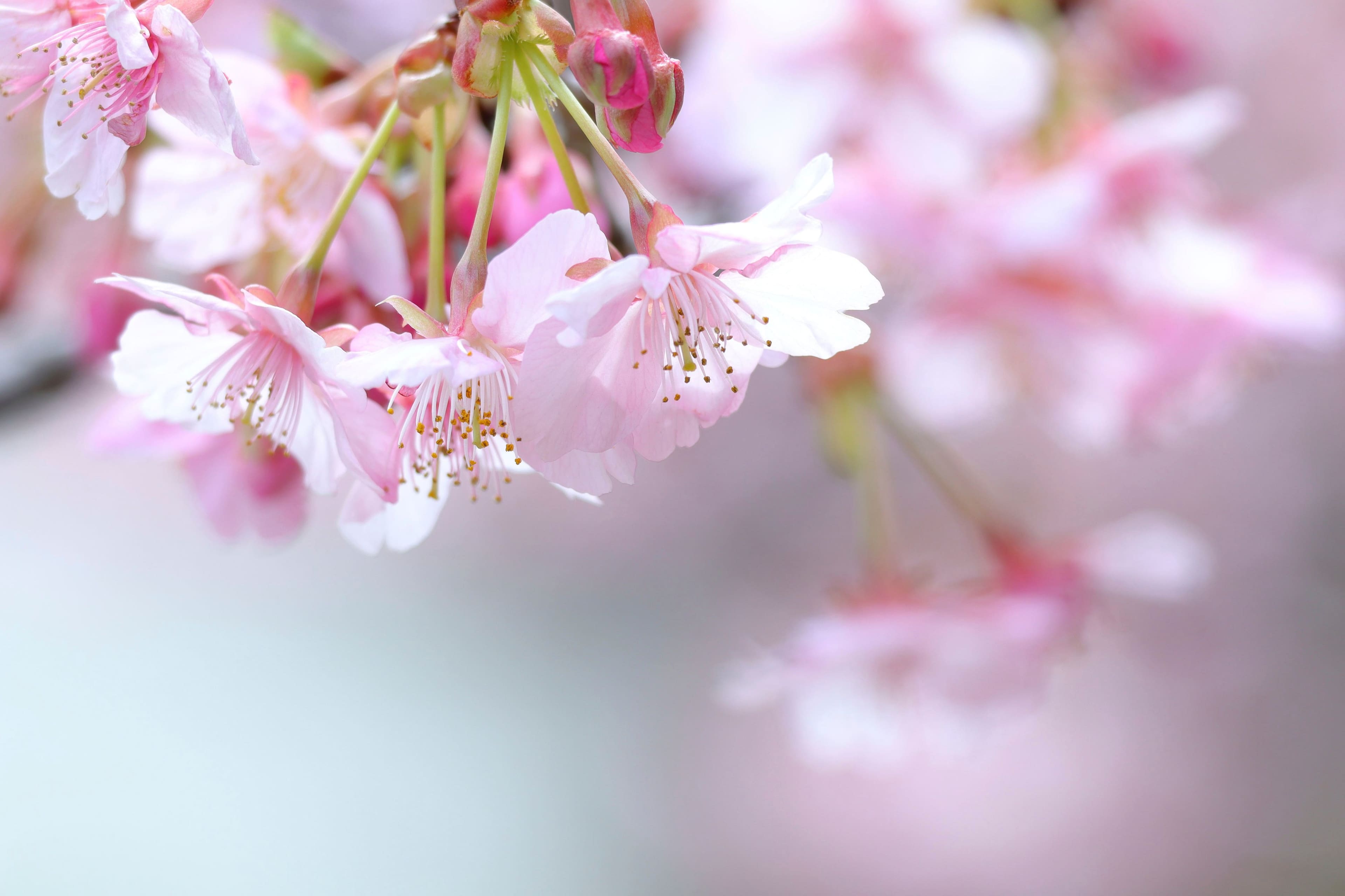 Alt View 31. Canon - EOS R100 4K Video Mirrorless Camera Special Edition 2 Lens Kit with RF-S 18-45mm and RF-S 55-210mm Lenses - Black.