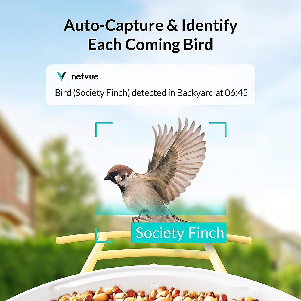 Auto-Capture & Identify Each Coming Bird V netvue Bird (Society Finch) detected in Backyard at 06:45 Society Finch