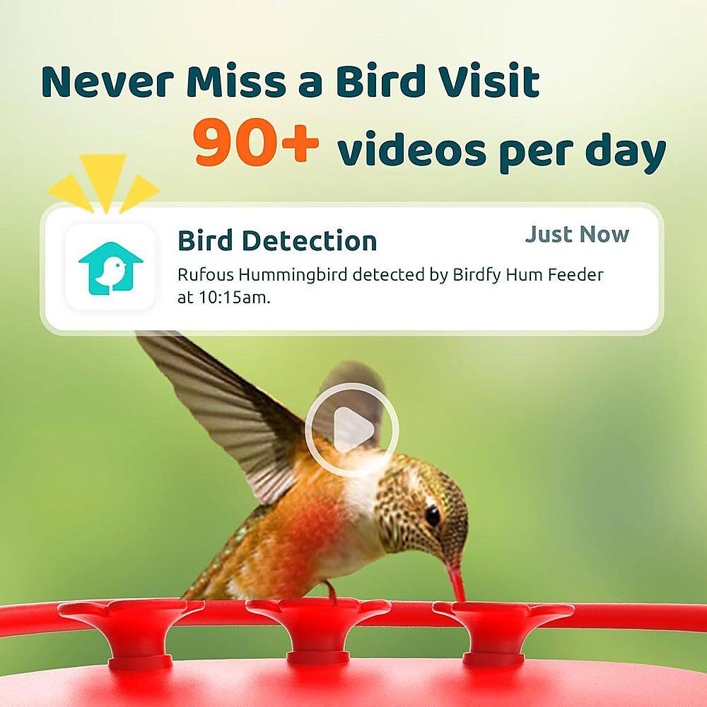 Never Miss a Bird Visit: 90+ Videos Per Day - Bird Detection Just Now - Rufous Hummingbird Detected by Birdfy Hum Feeder at 10:15am.