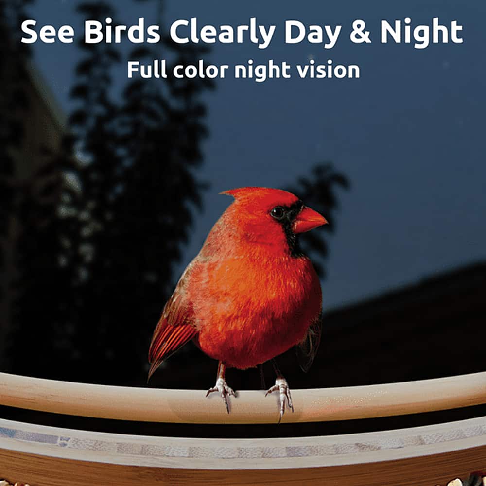 See Birds Clearly Day and Night Full Color Night Vision