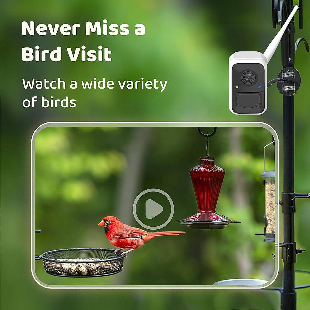 Never Miss a Bird Visit: Watch a Wide Variety of Birds