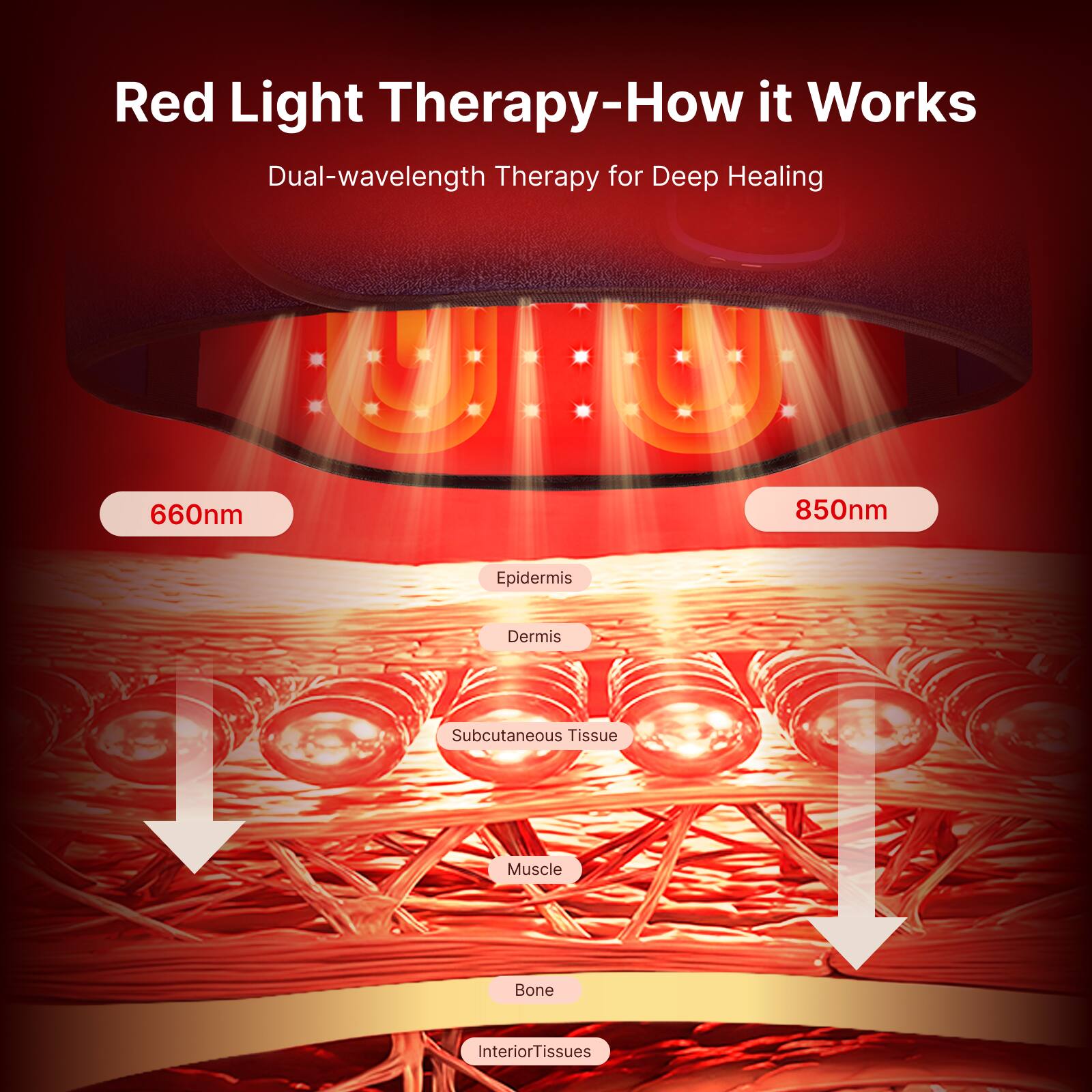 Red Light Therapy-How it Works  
Dual-wavelength Therapy for Deep Healing

660nm  
850nm

Epidermis  
Dermis  
Subcutaneous Tissue  
Muscle  
Bone  
Interior Tissues