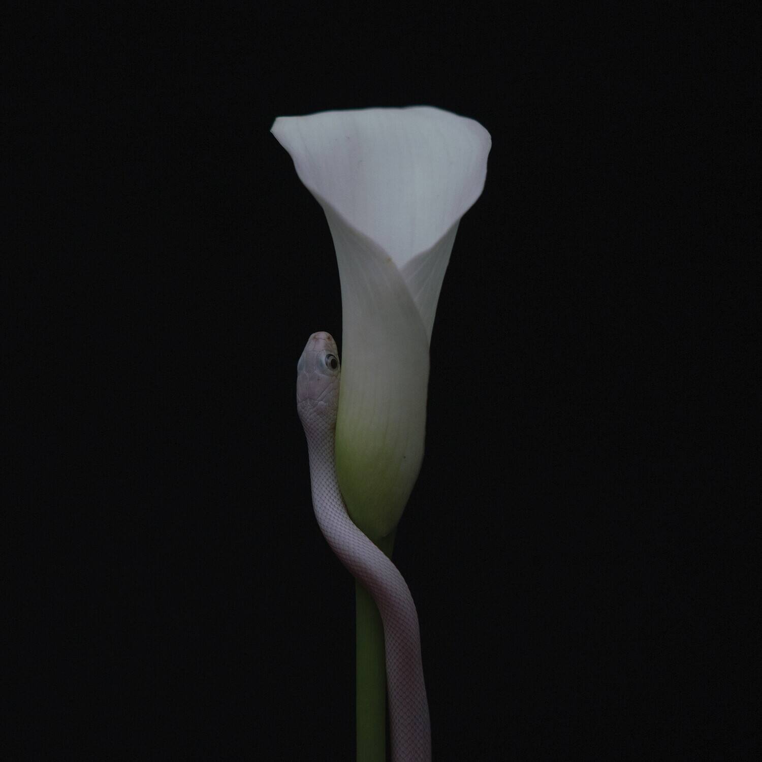 Front. Animals as Leaders - Parrhesia   - COMPACT DISCS.