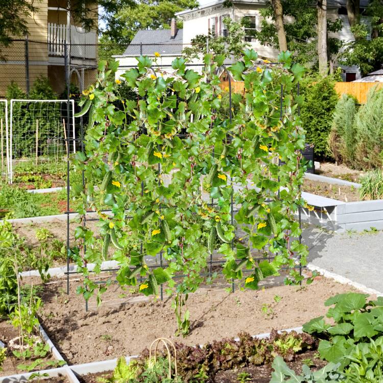 Mondawe - 71 x 71 Inch U-Shaped Garden Trellis for Climbing Plants with Ground Stakes - Black
