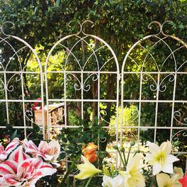 Loheer - Rustproof Metal Garden Trellis 4 Pack 5.9 ft x 1.64 ft for Climbing Plants Outdoor Flower Support - Cream White