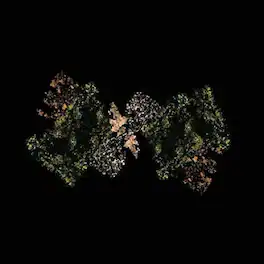 Woodsman - Woodsman - VINYL LP