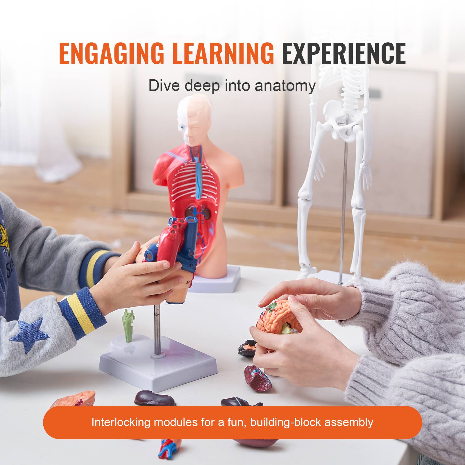 ENGAGING LEARNING EXPERIENCE  
Dive deep into anatomy  

Interlocking modules for a fun, building-block assembly
