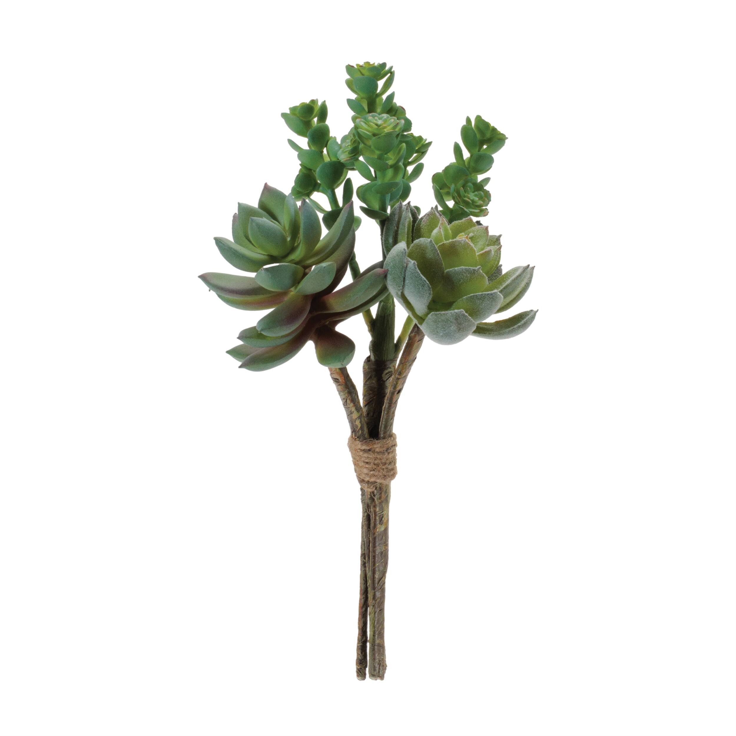 Angle. BreeBe - Succulent Bundle (Set of 6) - Green.