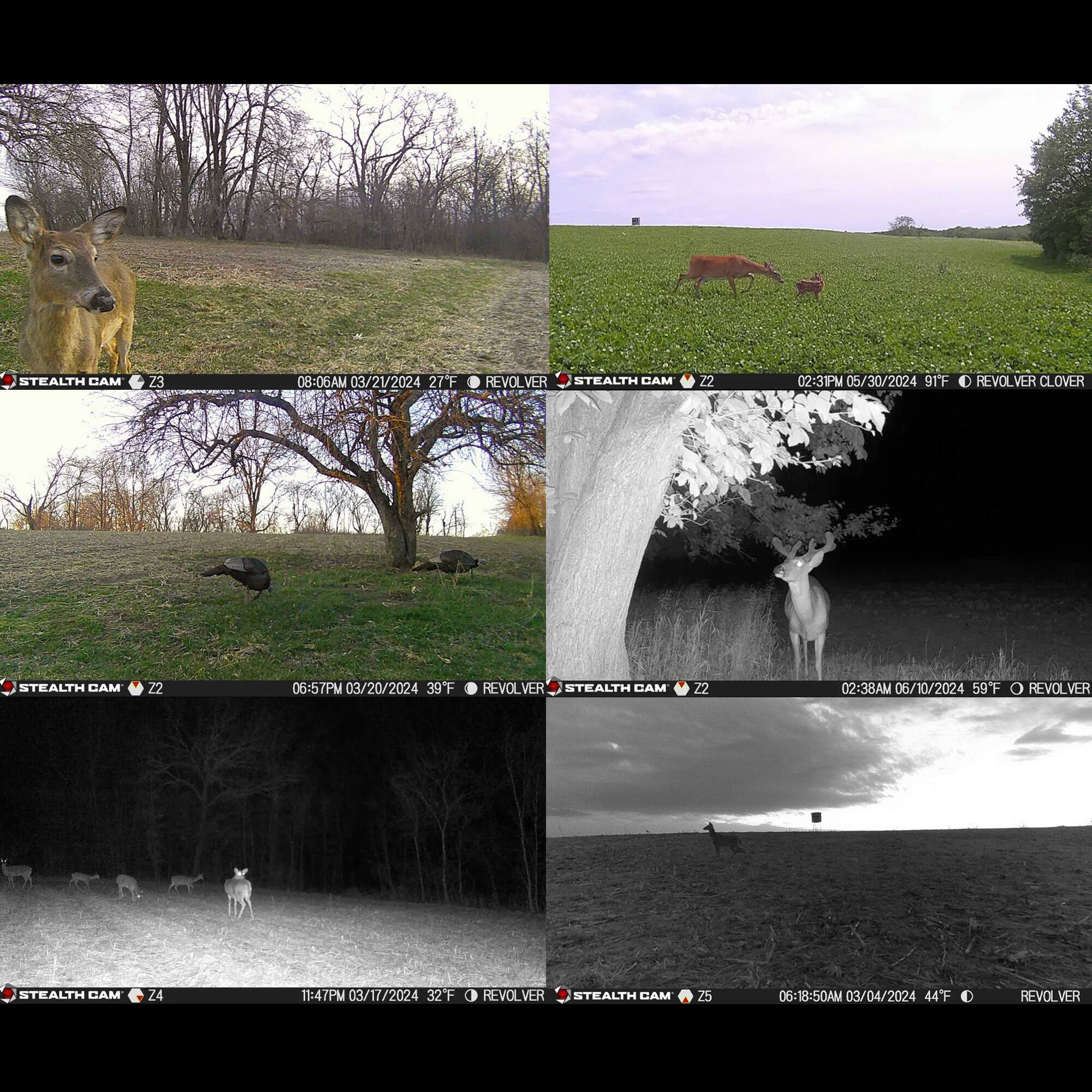 STEALTH CAM 23 08:06AM 03/21/2024 27F REVOLVER  
STEALTH CAM 22 02:31PM 05/30/2024 9TF REVOLVER CLOVER  
STEALTH CAM 22 06:57PM 03/20/2024 39F REVOLVER  
STEALTH CAM 22 02:38AM 06/10/2024 59F O REVOLVER  
STEALTH CAM 24 11:47PM 03/17/2024 32F F REVOLVER  
STEALTH CAM 25 06:18:50AM 03/04/2024 44F O REVOLVER