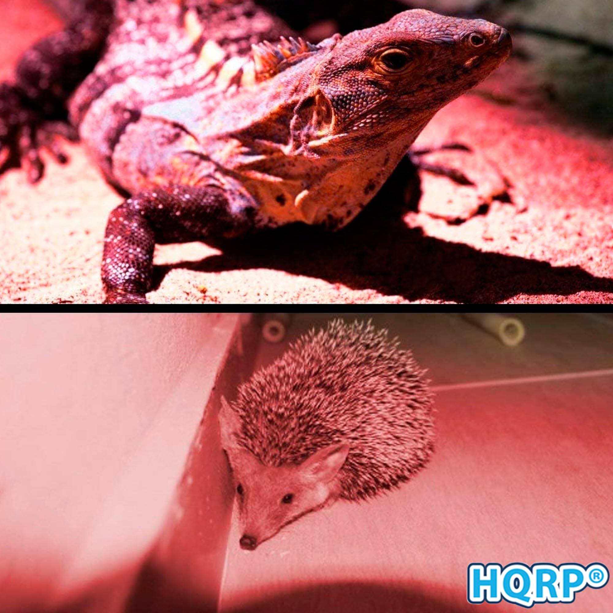 Alt View 3. HQRP - Rechargeable Pocket 625 nm Night Vision Flashlight - USB Charging, Adjustable Focus, Astronomy Map Use.