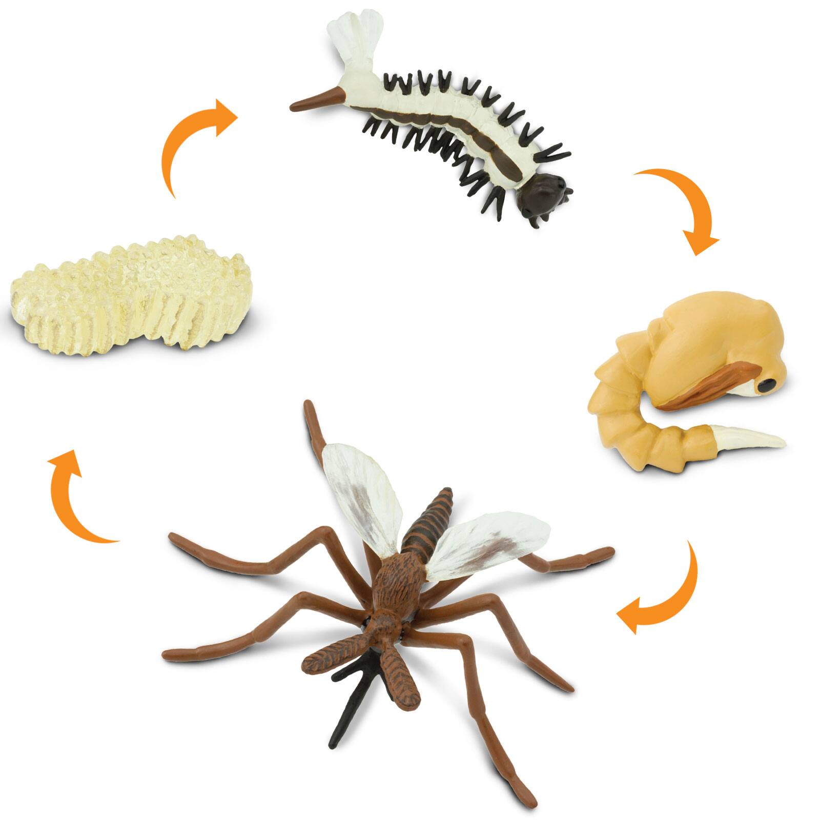 Angle. Safari Ltd. - Life Cycle Of A Mosquito Toy.