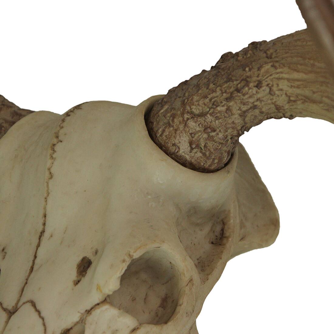 Alt View 2. World of Wonders - Large Lifelike Bull Moose Skull Hanging Wildlife Decor Statue - Off-white.