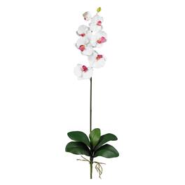 BreeBe - Phalaenopsis Stem (Set of 6) - White