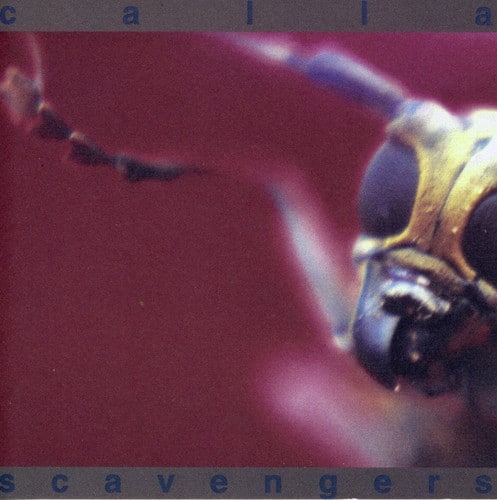 Calla - Scavengers  - COMPACT DISCS