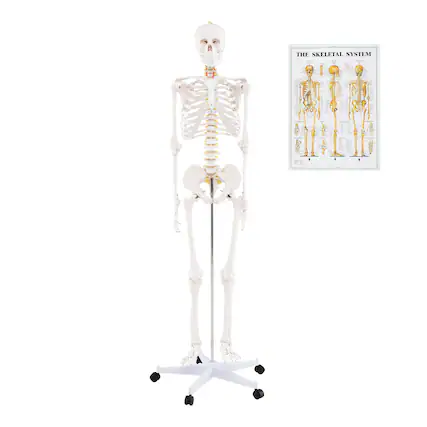 THE SKELETAL SYSTEM
THE SKELETAL SYSTEM