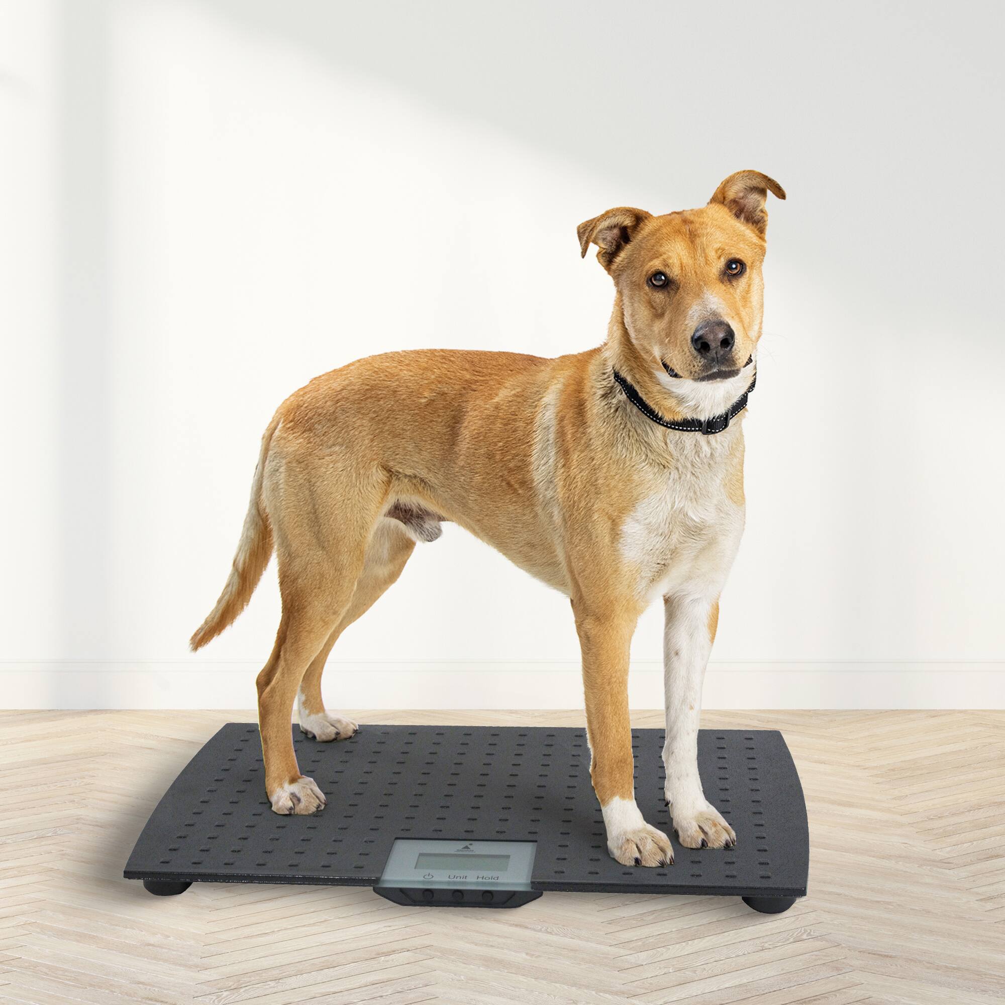 Alt View 2. Redmon - Redmon Pet Partners Large Non-Skid Rubber Precision Digital Pet Weight Scale.