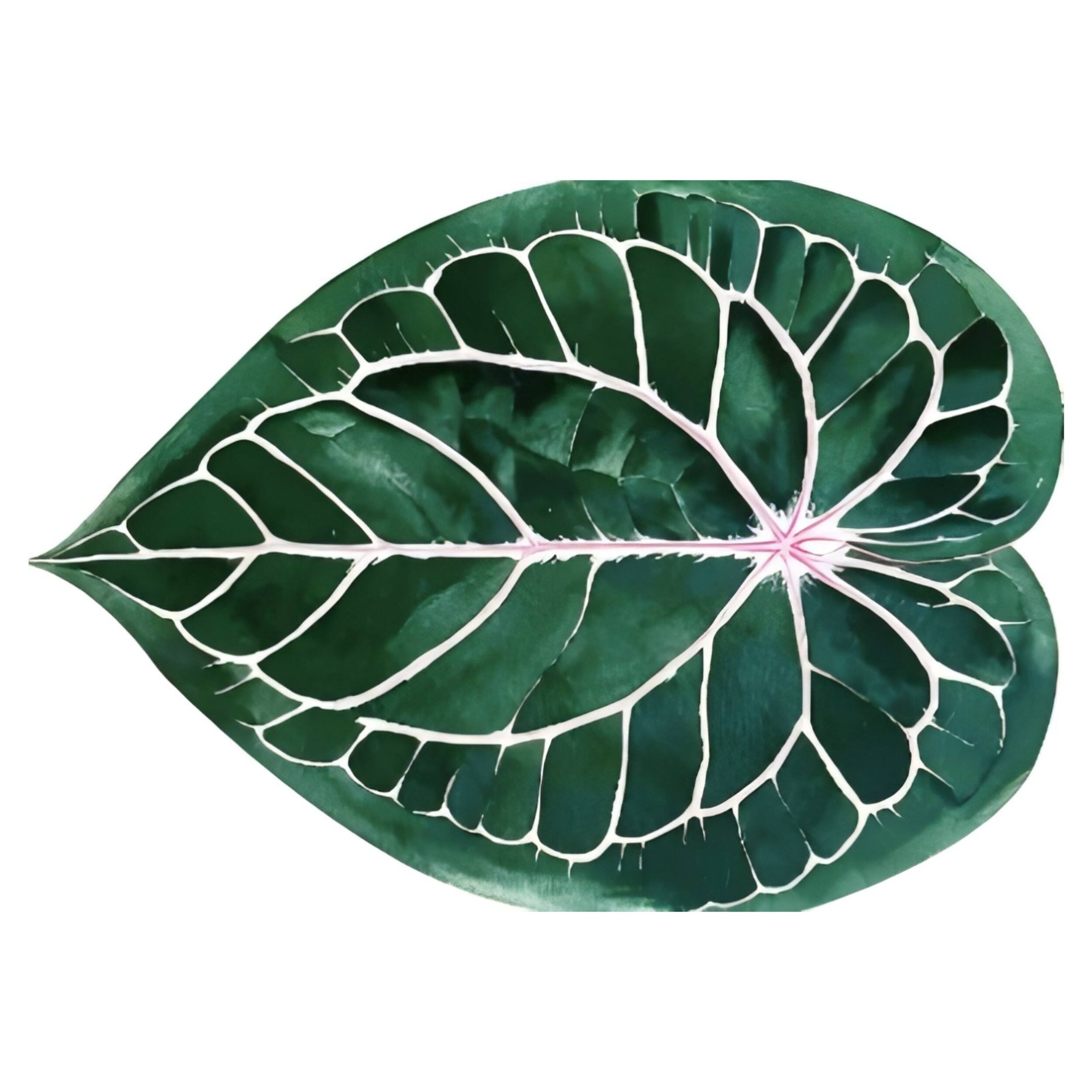 Alt View 3. Lanyspace - 3'x4' Area Rug, Washable Rugs, Non-Slip and Tear-Resistant Soft Carpet, Irregular Caladium Leaf Rug for Home Decor - Multicolor.