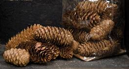 BreeBe - *Pinecone Fillers - 6 oz - Multi