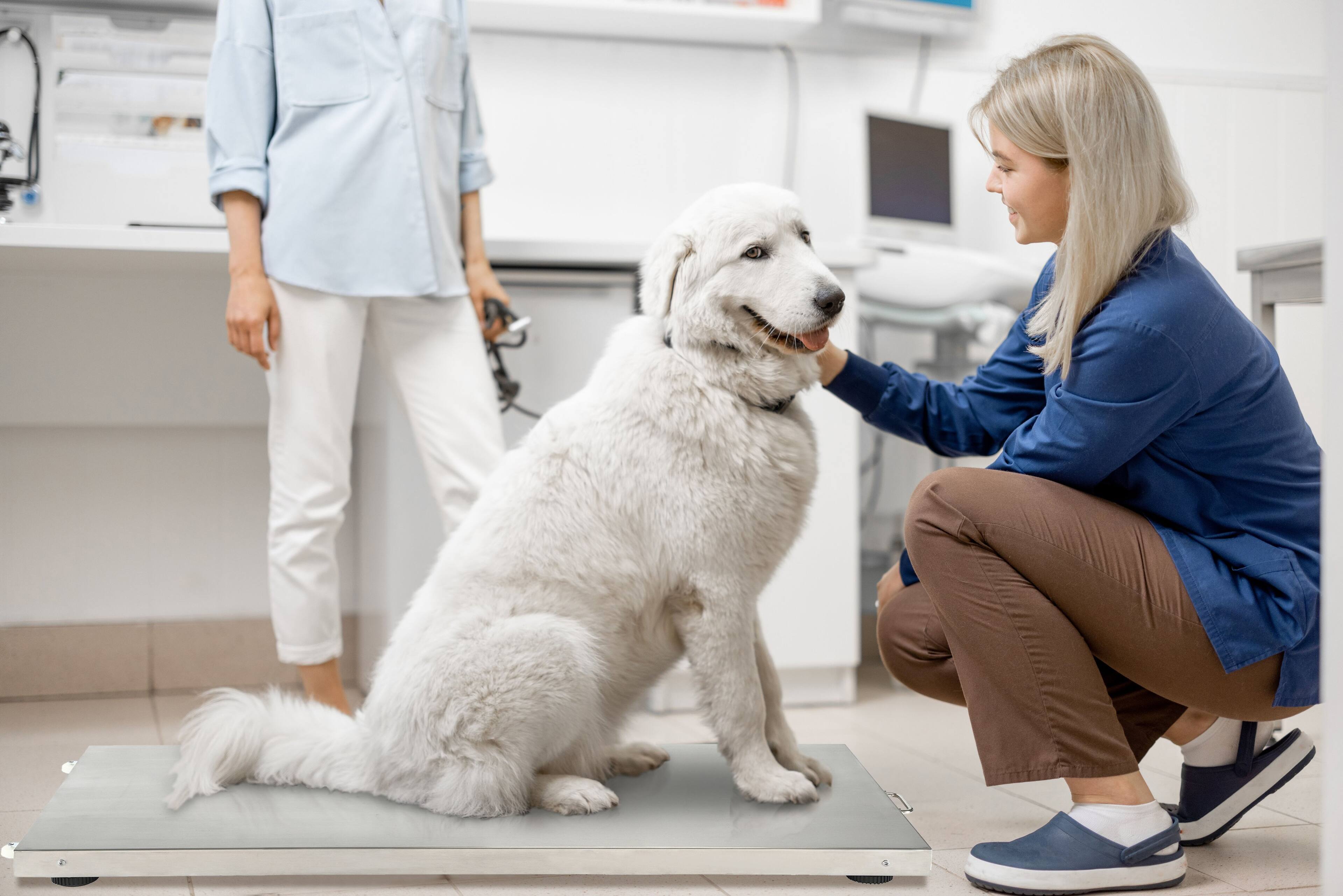 Alt View 7. Viva Comfort - ME904 Series Veterinary Pet Scale with LCD Display and Wheels - White.