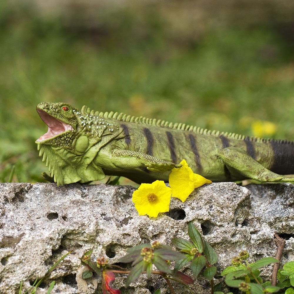 Back. Safari Ltd. - Iguana Toy Figurine.