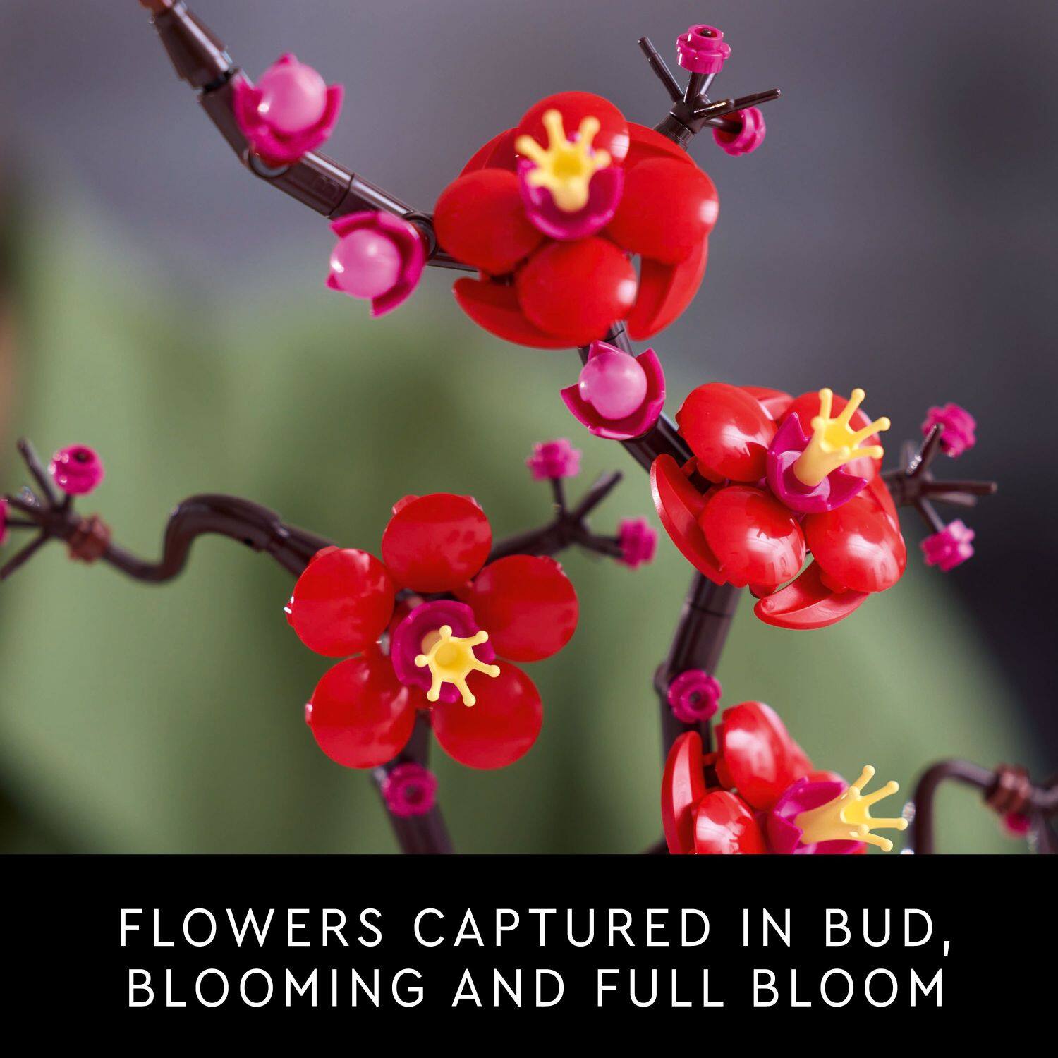 FLOWERS CAPTURED IN BUD, BLOOMING AND FULL BLOOM