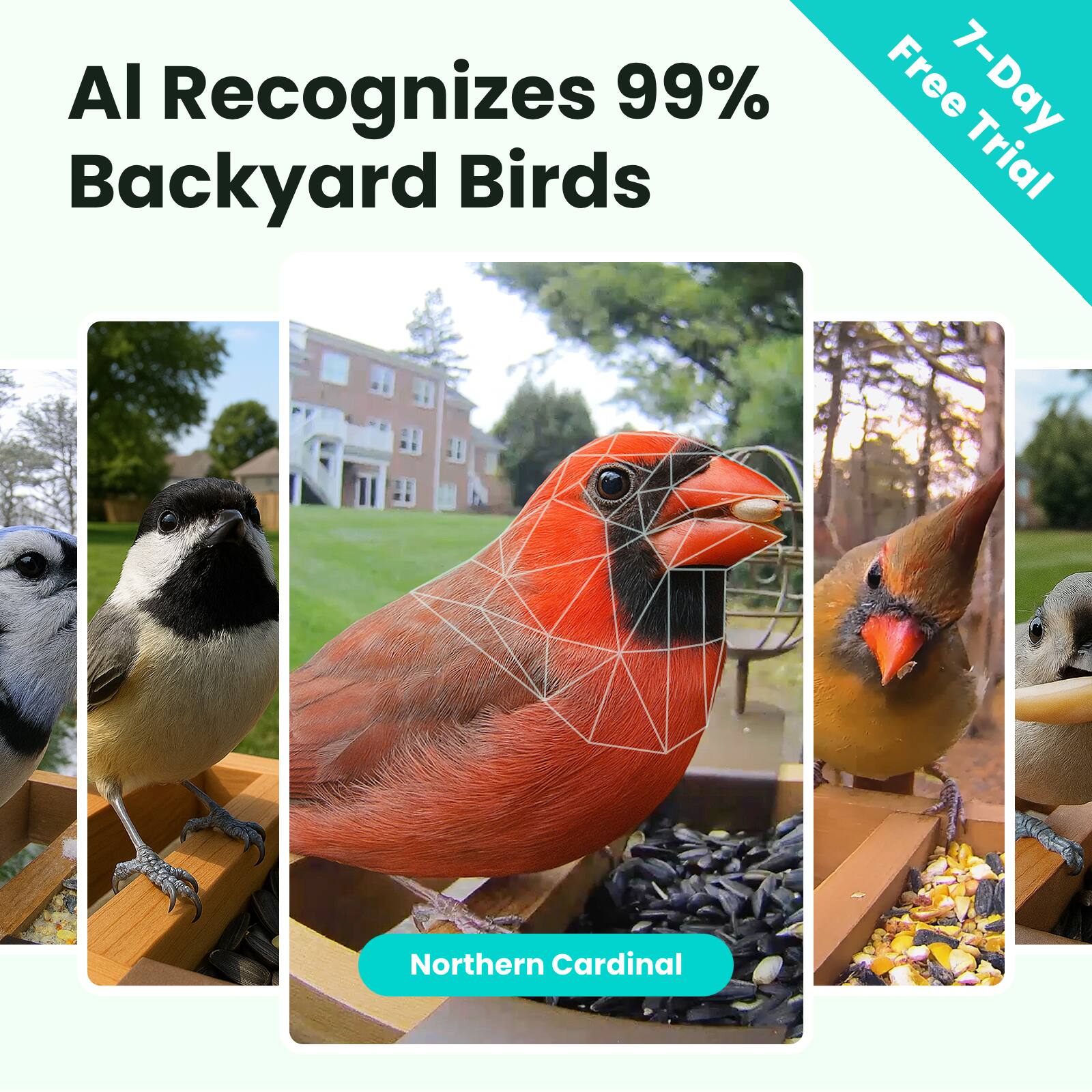 AI Recognizes 99% Backyard Birds  
Free 7-Day Trial  
Northern Cardinal