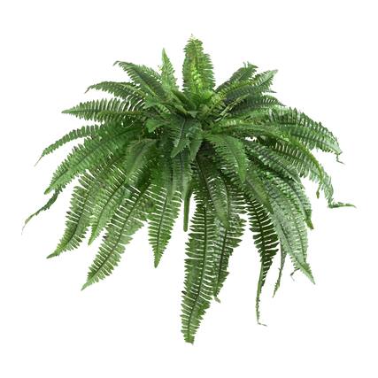 Front. BreeBe - 48" Boston Fern (Set of 2) - Green.