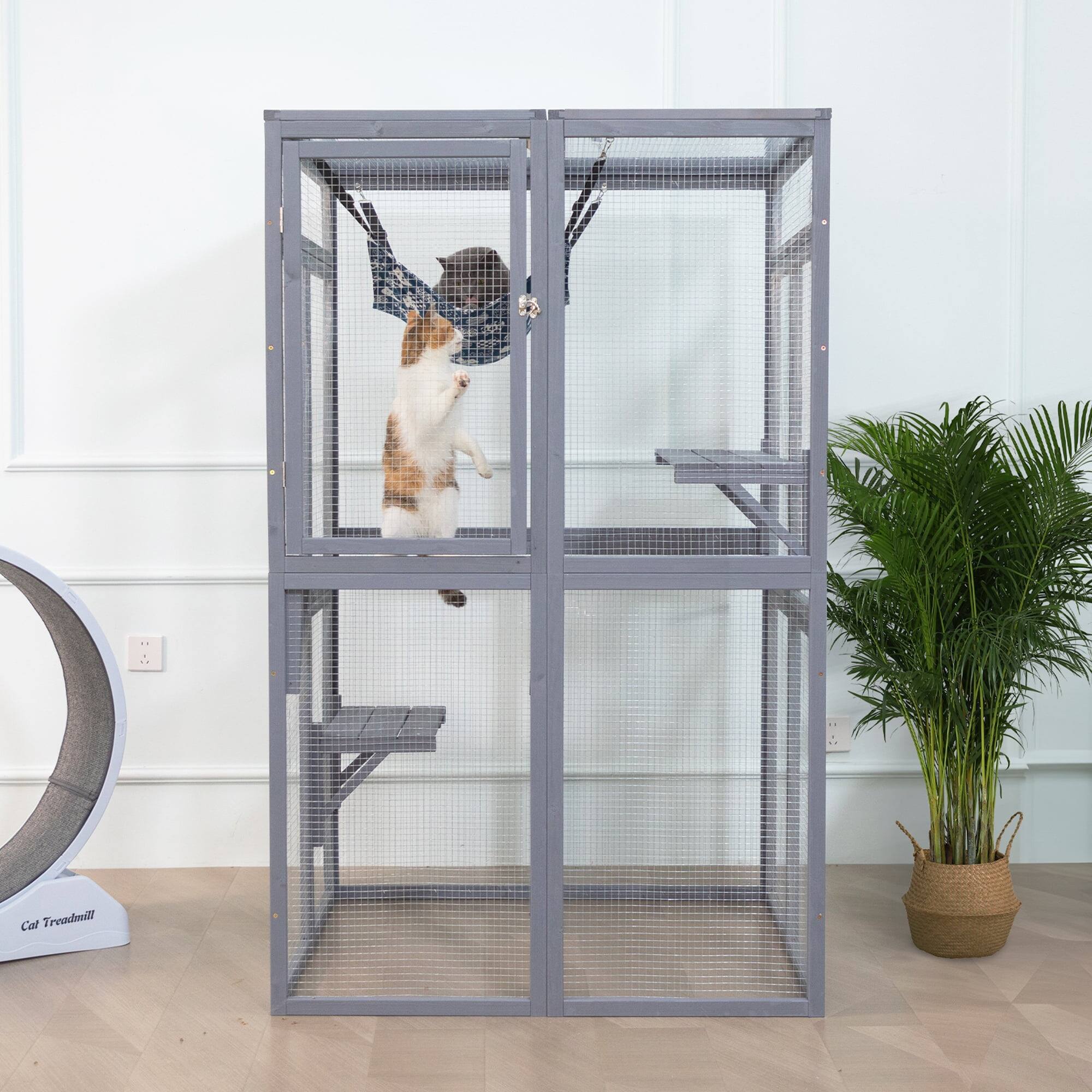 Cat Treadmill