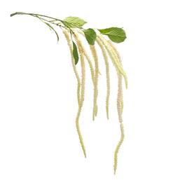 BreeBe - Amaranthus Floral Stem (Set of 4) - Green, White