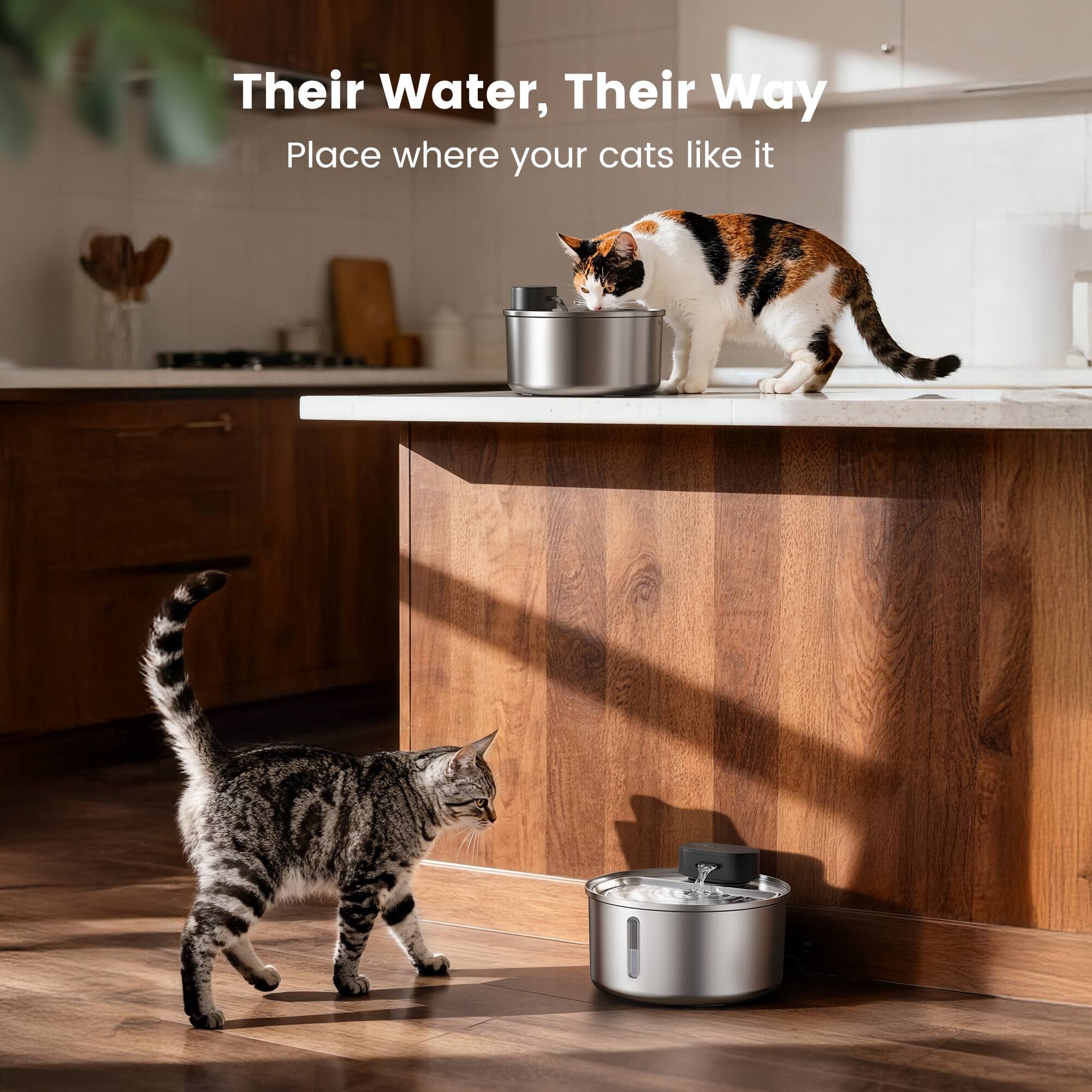 Their Water, Their Way  
Place where your cats like it