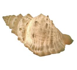 Contrast Inc. - Giant Off- Decorative Horned Conch Shell Accent Lamp 17 in - White