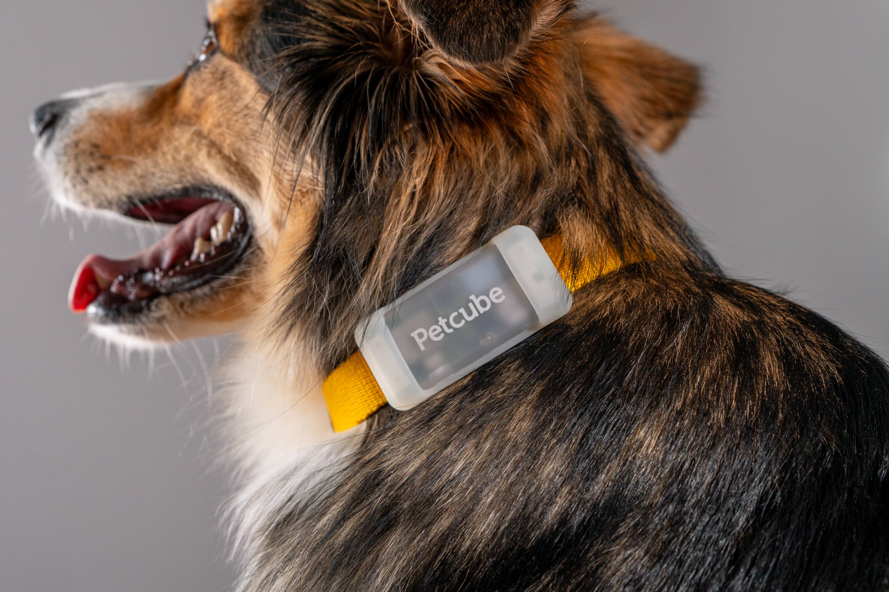 Alt View 3. Petcube - GPS Tracker | Pet GPS Tracker with Escape Alerts, Virtual Fences, Activity Monitoring, Glow, Waterproof - Grey.