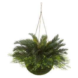 BreeBe - 13" Cycas Plant in Mossy Hanging Basket (Indoor/Outdoor) - Green