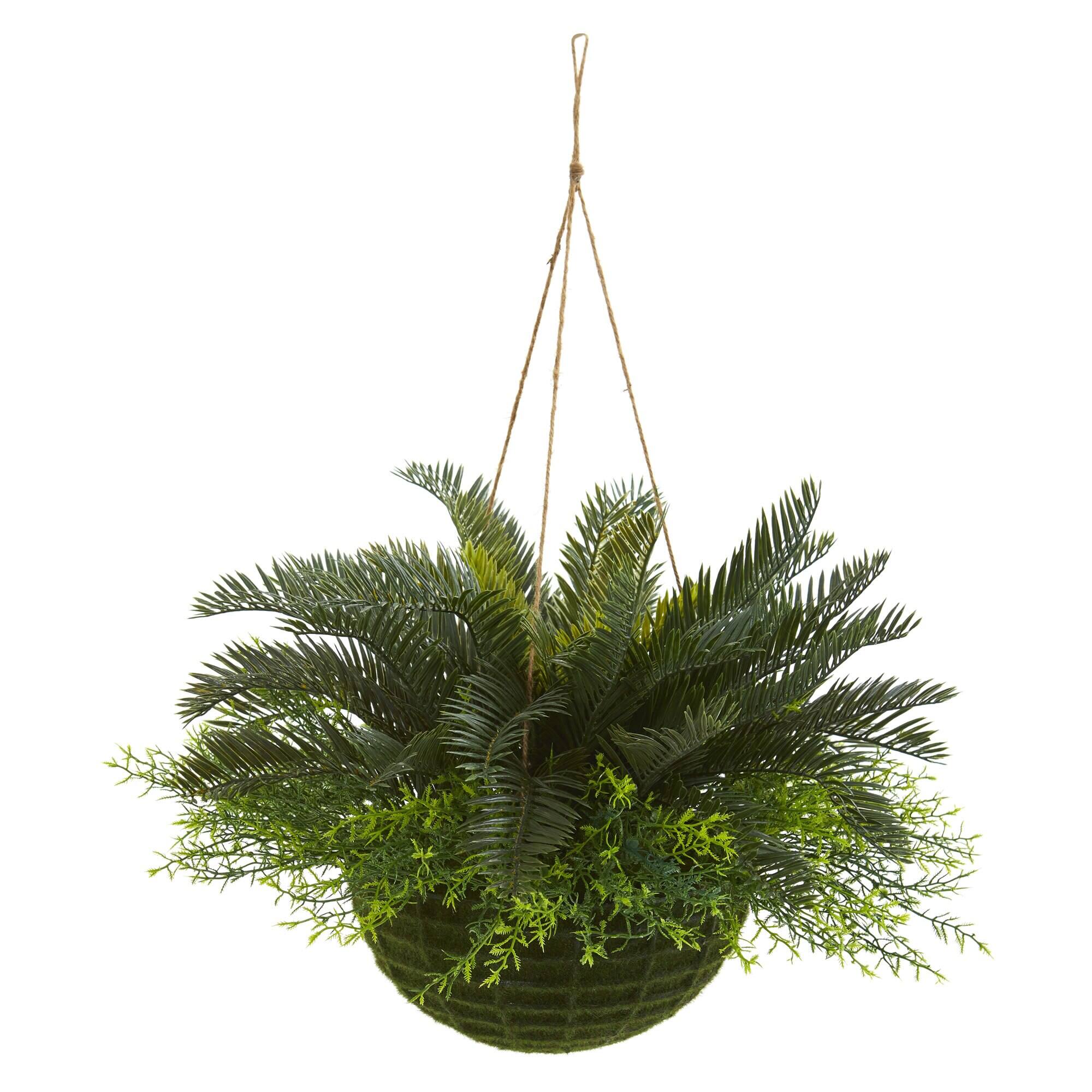 Front. BreeBe - 13" Cycas Plant in Mossy Hanging Basket (Indoor/Outdoor) - Green.