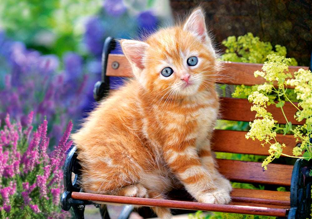 Angle. Castorland - CASTORLAND 500 Piece Jigsaw Puzzle, Ginger Kitten, Animal puzzle, Cat puzzle, Kittie puzzle, Cute,  Castorland B-52240 - Red.