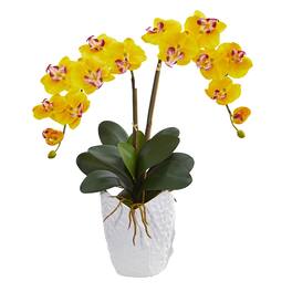 BreeBe - 23" Double Phalaenopsis Orchid in White Vase - Yellow