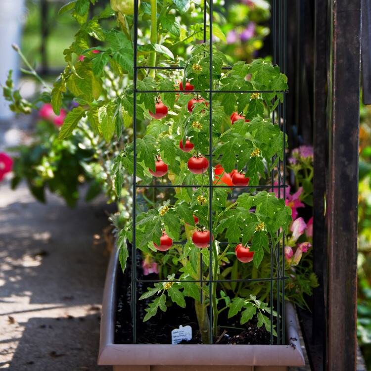 Left. Mondawe - 4 Pack Folding Garden Trellis for Climbing Plants, Metal Plant Support for Tomatoes Beans - Dark Green.