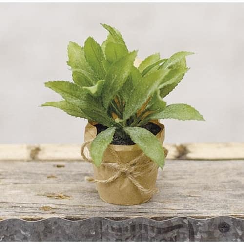 BreeBe - Paper Pot Herb 6" - Green