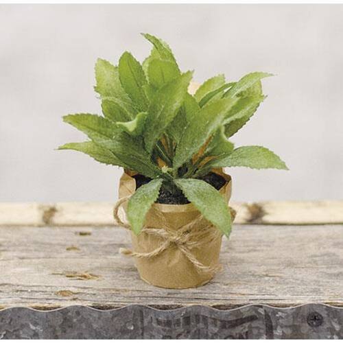 BreeBe - Paper Pot Herb 6" - Green