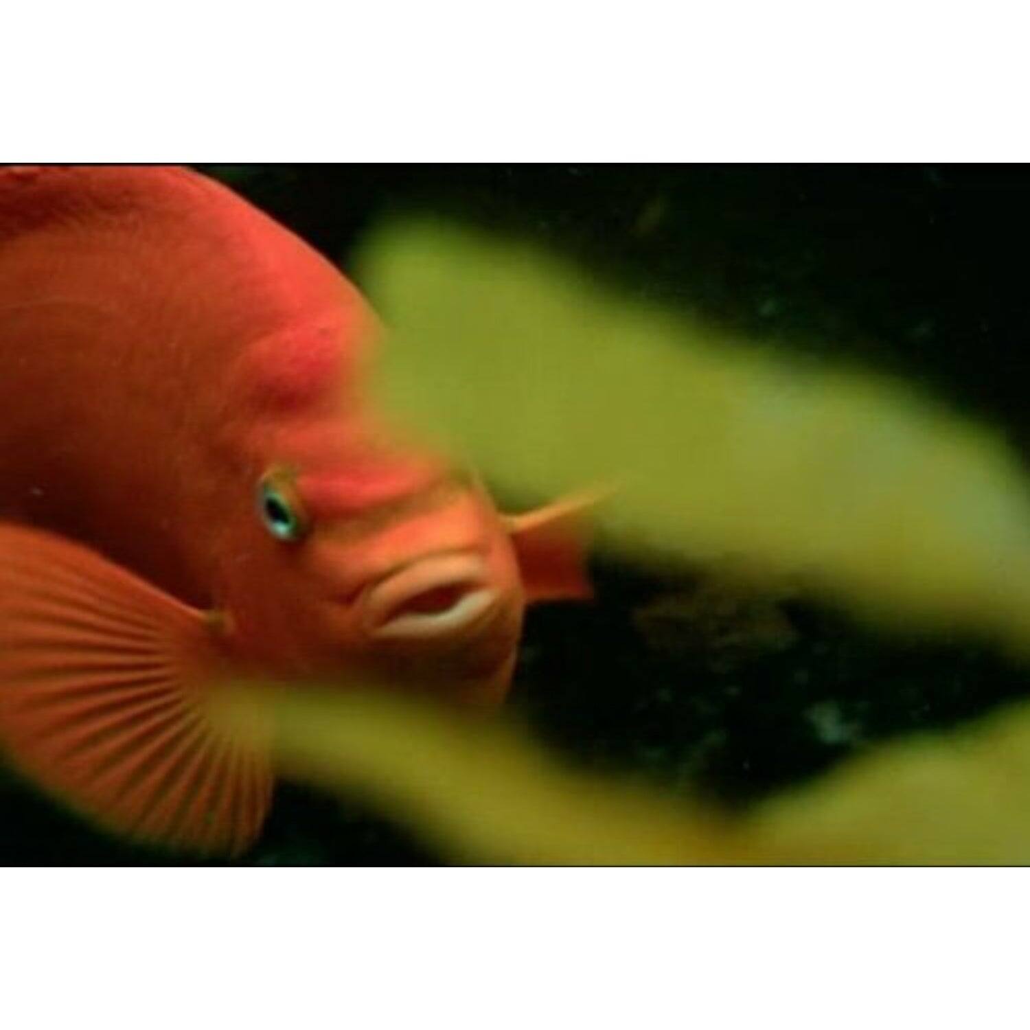 Alt View 1. The Blue Planet: Seas of Life   - DVD.
