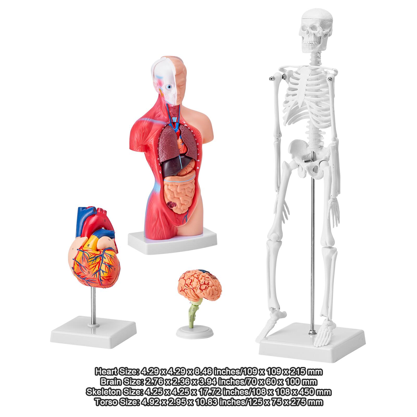 Heart Size: 4.29 x 4.29 x 8.46 inches / 109 x 109 x 215 mm  
Brain Size: 2.76 x 2.36 x 3.94 inches / 70 x 60 x 100 mm  
Skeleton Size: 4.25 x 4.25 x 17.72 inches / 108 x 108 x 450 mm  
Torso Size: 4.92 x 2.95 x 10.83 inches / 125 x 75 x 275 mm