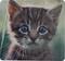 Kitten Mouse Pad-Front_Standard