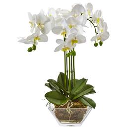 BreeBe - 22" Triple Phalaenopsis Orchid in Glass Vase - White