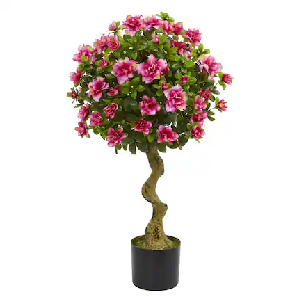 Front. BreeBe - 3' Azalea Topiary Tree - Green.