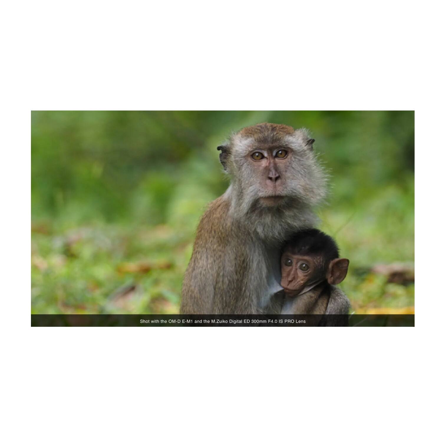 Shot with the OM-D E-M1 and the M.Zuiko Digital ED 300mm F4.0 IS PRO Lens