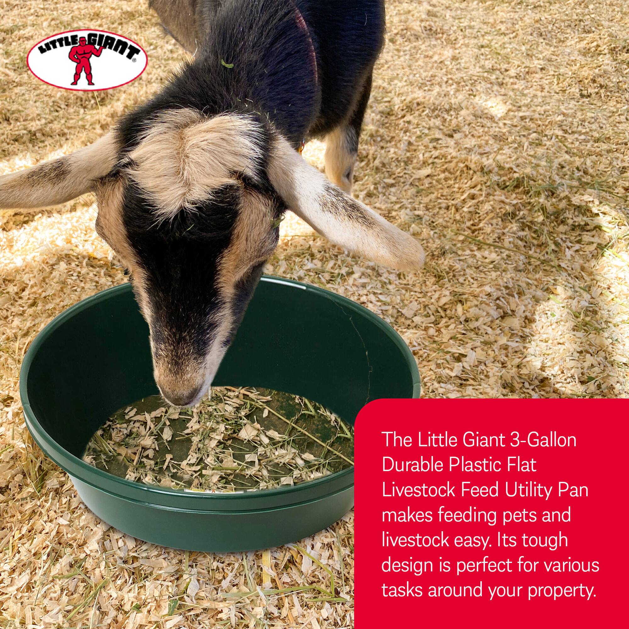 LITTLE GIANT. The Little Giant 3-Gallon Durable Plastic Flat Livestock Feed Utility Pan makes feeding pets and livestock easy. Its tough design is perfect for various tasks around your property.