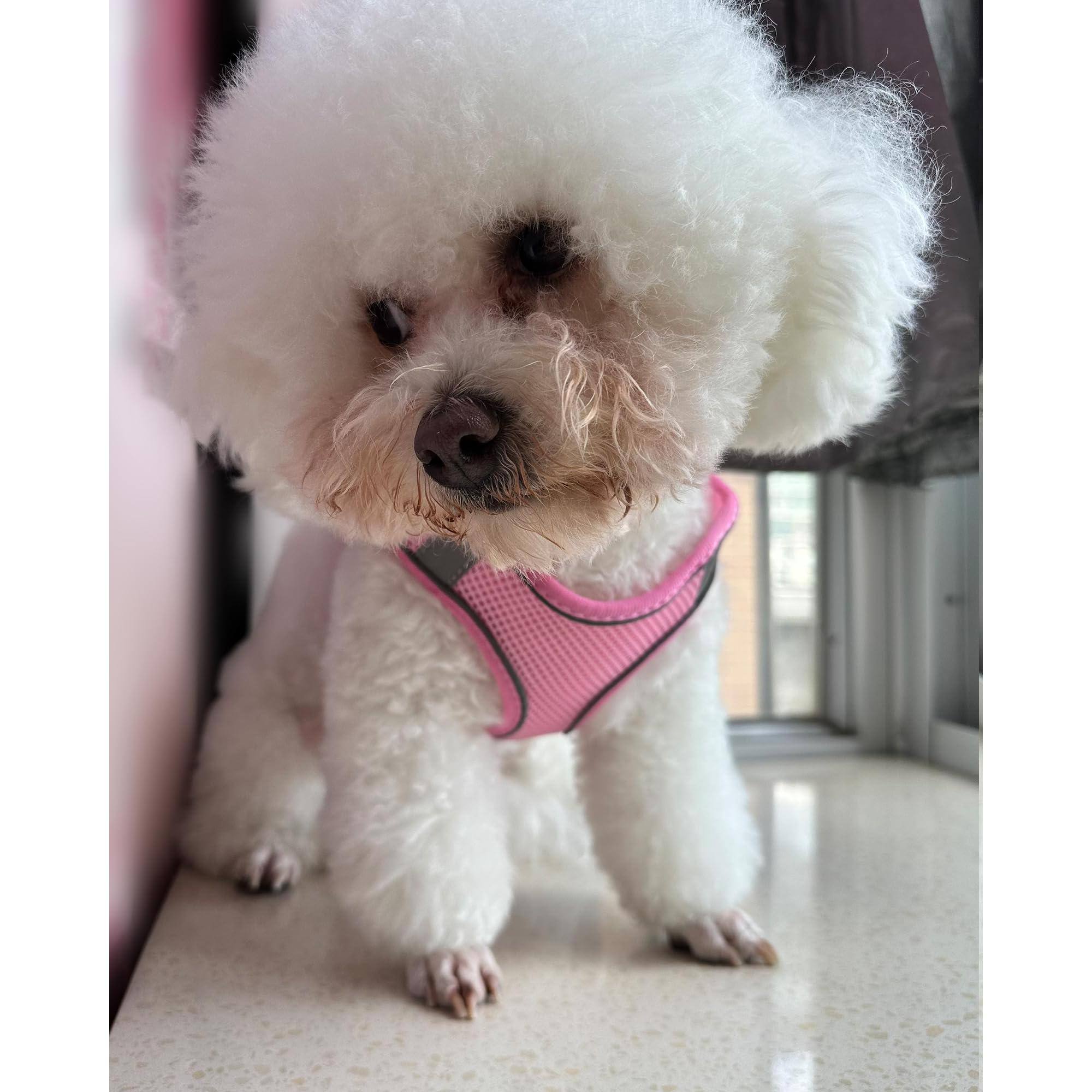 Alt View 2. Paradigms Interiors - Dog Harness For Dogs No Pull Puppy And Leash Set Step-in Mesh Reflective - Black-XS.